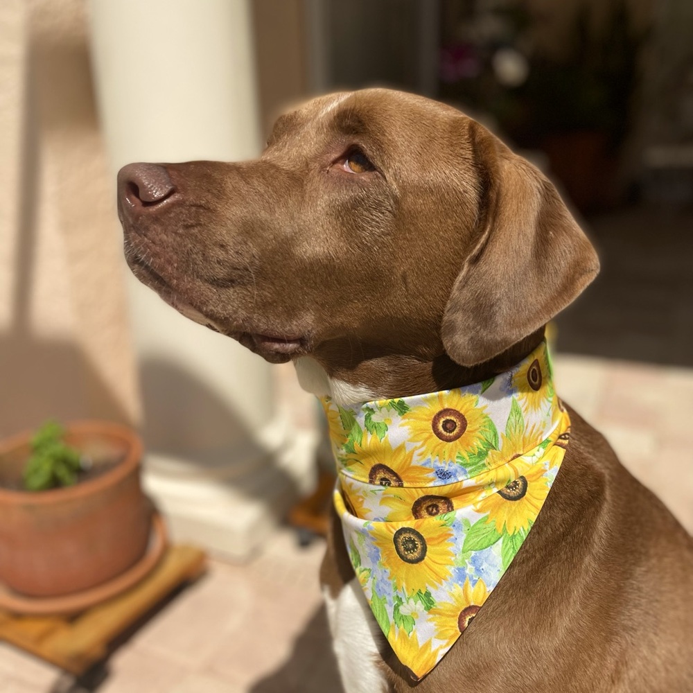 SunFlower Dog Bandana with Velcro straps
